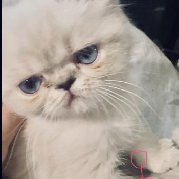 For Good Time Beyla Femelle Exotic Shorthair