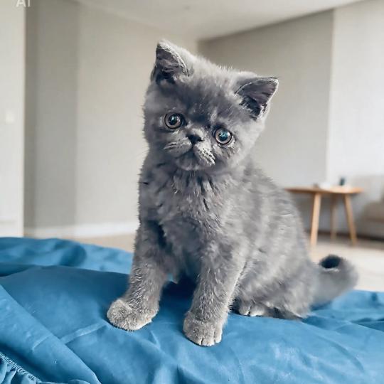 For Good Time Byrgenwerth Mâle Exotic Shorthair