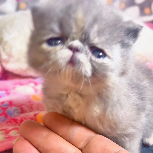 chaton Exotic Shorthair blue tortie Brunehilde For Good Time cattery blue tortie 