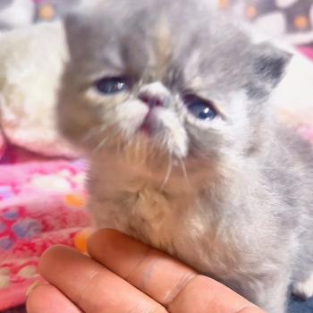 For Good Time Brynhildr Femelle Exotic Shorthair