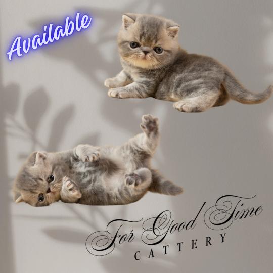 chaton Exotic Shorthair blue tortie Brunehilde For Good Time cattery blue tortie 