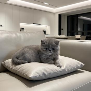 For Good Time Brynhildr Femelle Exotic Shorthair