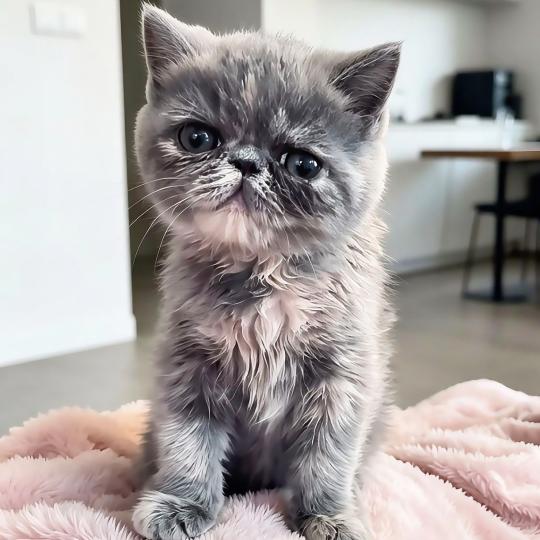 chaton Exotic Shorthair blue tortie Brynhildr For Good Time cattery blue tortie 
