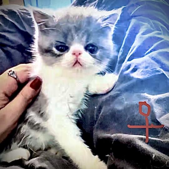 For Good Time BYLGJA Femelle Exotic Shorthair