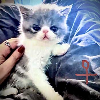 For Good Time BYLGJA Femelle Exotic Shorthair