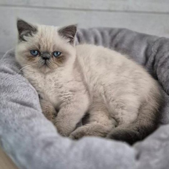 chaton Exotic Shorthair point For Good Time Vegvisir For Good Time Cattery blue point