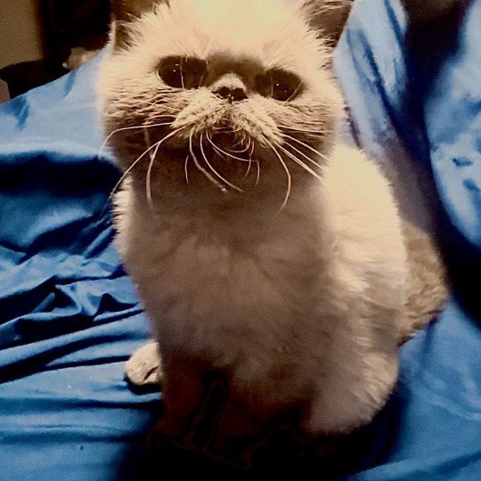 chaton Exotic Shorthair point For Good Time Vegvisir For Good Time Cattery blue point