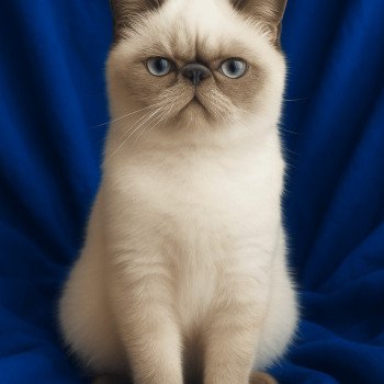 For Good Time For Good Time Vegvisir Mâle Exotic Shorthair
