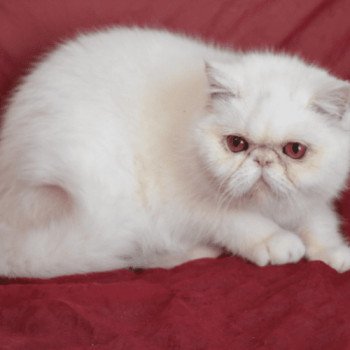 "Championne" Tess Femelle Exotic Shorthair