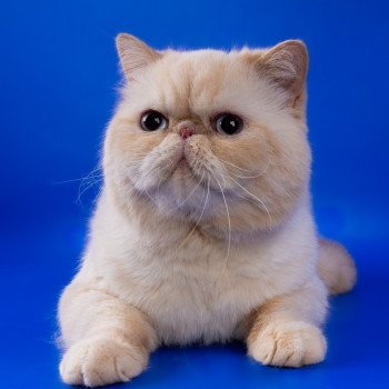 « Champion » Thao Mâle Exotic Shorthair