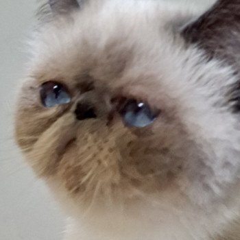 Umania Femelle Exotic Shorthair