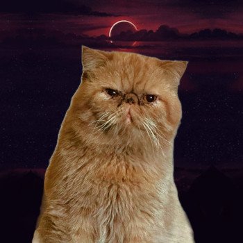 Upper Mâle Exotic Shorthair