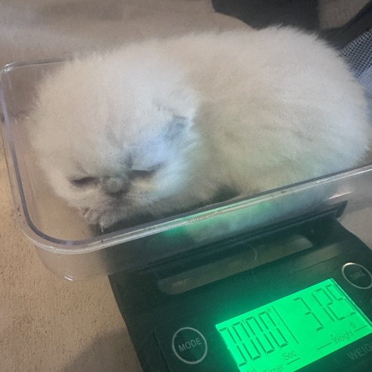 For Good Time Alfadhir Mâle Exotic Shorthair