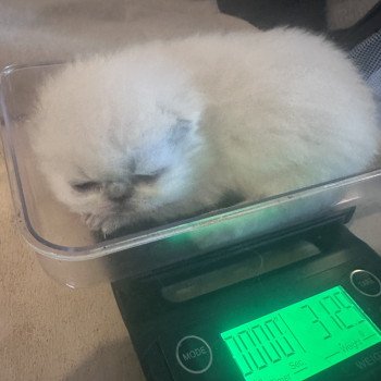 For Good Time Alfadhir Mâle Exotic Shorthair