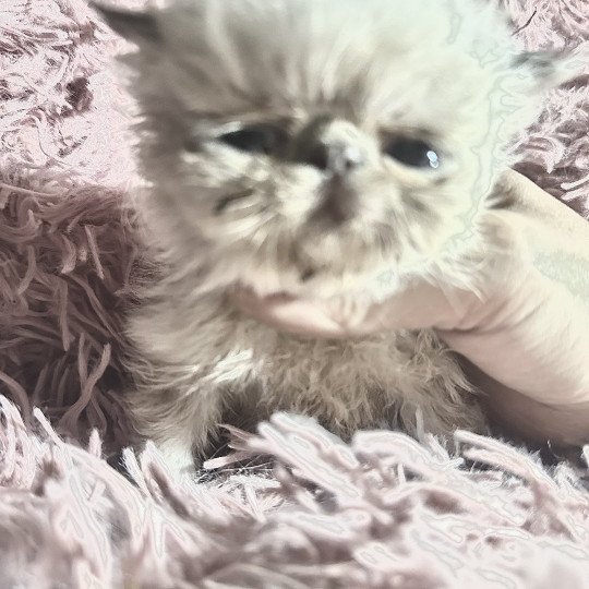 chaton Persan blue tortie point Audhumla For Good Time Cattery blue tortie point