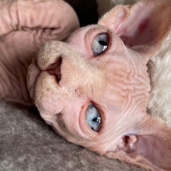 Aston de la Courte Patte Mâle Sphynx