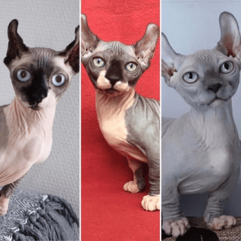 Chatterie De La Courte Patte Elevage De Chat Sphynx