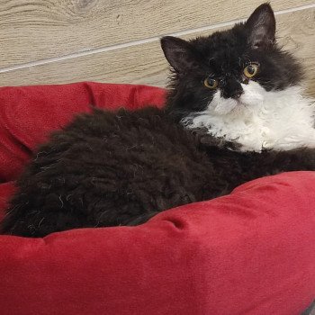 Yoko Femelle Selkirk Rex Longhair