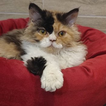 Zelda Femelle Selkirk Rex Longhair