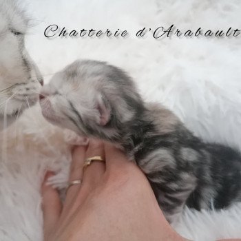 Chatterie