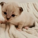 1er chaton (Portée Raya ❤ Raven 2021) - Femelle brown tabby Collier rose Femelle Sacré de Birmanie 1er chaton (Portée Raya ❤ Raven 2021) - Femelle brown tabby Collier rose Femelle Sacré de Birmanie
