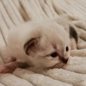 2e chaton (Portée Raya ❤ Raven 2021) - Femelle brown tabby Femelle Sacré de Birmanie