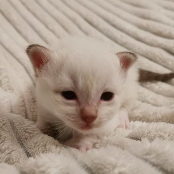 3e chaton (Portée Raya ❤ Raven 2021) - Mâle chocolate tabby Mâle Sacré de Birmanie