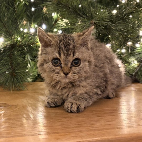 chaton Selkirk Rex brown mackerel tabby Aoki Chatterie de Mirkwood brown mackerel tabby