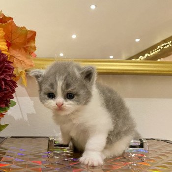 Avicii de Mirkwood Mâle Selkirk Straight