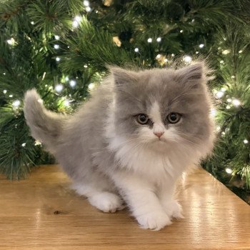 Avicii de Mirkwood Mâle Selkirk Straight