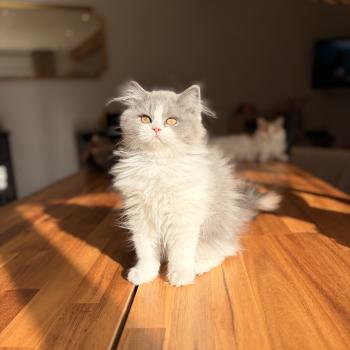 Avicii de Mirkwood Mâle Selkirk Straight