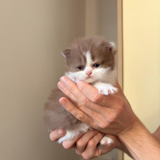 Blair Waldorf de Mirkwood Femelle Selkirk Rex