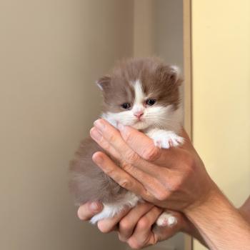 Blair Waldorf de Mirkwood Femelle Selkirk Rex