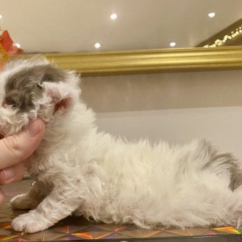 Anastasia de Mirkwood Femelle Selkirk Rex Longhair