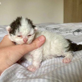 Andúril de Mirkwood Mâle Selkirk Rex Longhair