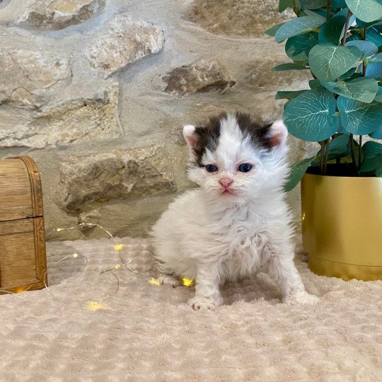 chaton Selkirk Rex Longhair black & blanc arlequin Andúril Chatterie de Mirkwood black & blanc arlequin