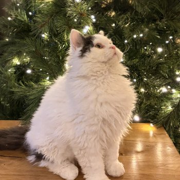 Andúril de Mirkwood Mâle Selkirk Rex Longhair