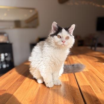 Andúril de Mirkwood Mâle Selkirk Rex Longhair