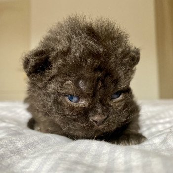 Aragorn de Mirkwood Mâle Selkirk Rex Longhair