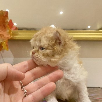 Aslan de Mirkwood Mâle Selkirk Rex Longhair