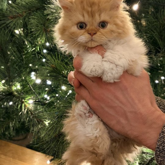 chaton Selkirk Rex Longhair red bicolor Aslan Chatterie de Mirkwood red bicolor