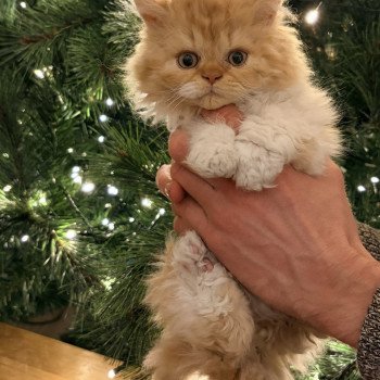 Aslan de Mirkwood Mâle Selkirk Rex Longhair