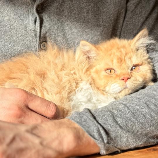 chaton Selkirk Rex Longhair red bicolor Aslan Chatterie de Mirkwood red bicolor