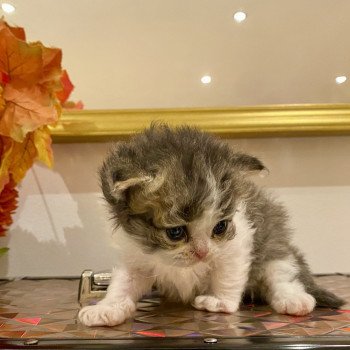 Axwell de Mirkwood Mâle Selkirk Rex Longhair