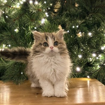 Axwell de Mirkwood Mâle Selkirk Rex Longhair