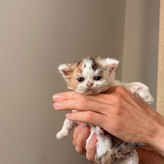 Bernadette Rostenkowski de Mirkwood Femelle Selkirk Rex Longhair