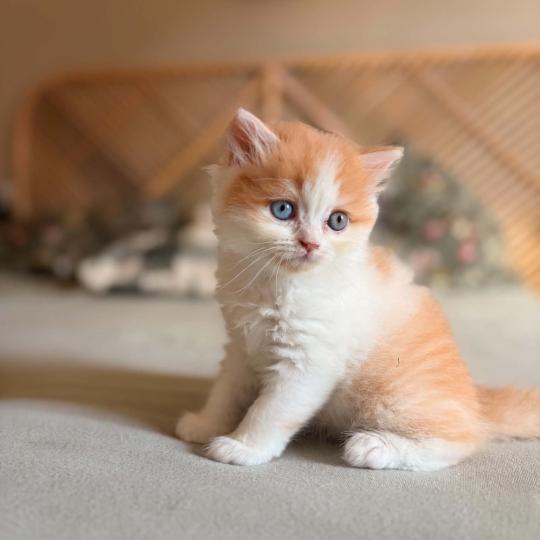 chaton Selkirk Rex Longhair red bicolor Béryl Evenstar Chatterie de Mirkwood red bicolor