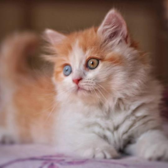 chaton Selkirk Straight Longhair red bicolor Béryl Evenstar Chatterie de Mirkwood red bicolor