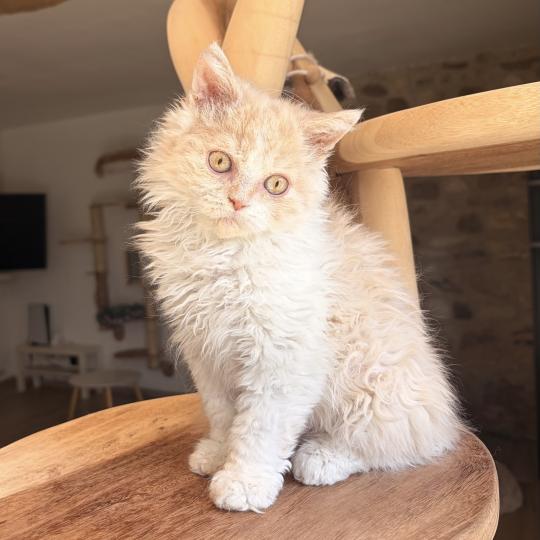 chaton Selkirk Rex Longhair cream bicolor Bilbo Baggins Chatterie de Mirkwood cream bicolor