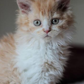 Brume de Valinor de Mirkwood Femelle Selkirk Rex Longhair